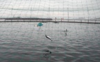 Norvège: une algue toxique décime les saumons d'élevage