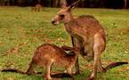 Intempéries en Australie, les kangourous prolifèrent