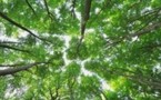 Forêts capteuses de CO2: les forestiers privés veulent un soutien financier