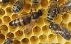 Le Parlement européen met en garde contre la mortalité des abeilles
