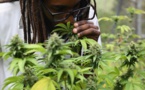Jamaïque: à la recherche de la ganja perdue