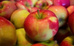 Des résidus de pesticides dans 3/4 des fruits et 43% légumes non bio