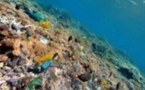 L'Australie veut sanctuariser la mer de Corail