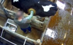 L'association L214 dénonce la pose de hublots sur des vaches à des fins de recherche