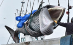 Des baleines ciblées par les Japonais en danger d'extinction