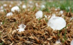 Le vent et la grêle s'abattent sur Auvergne-Rhône-Alpes, de nombreux dégâts