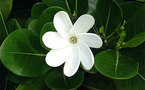 Tiare Tahiti, la fleur symbole de Tahiti