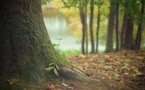 Une solution possible au réchauffement climatique: planter beaucoup d'arbres