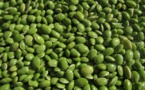 Davantage de légumineuses, mais aussi de viande consommées dans le monde d'ici 10 ans