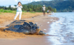 En Guyane, la tortue luth se fait de plus en plus rare