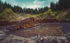Déforestation + réchauffement: addition mortelle pour la vie sauvage