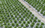 Bio: les serres chauffées autorisées mais l'utilisation encadrée