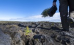 Les Vikings ont rasé les forêts, l'Islande reboise à tout-va