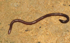 Le serpent, un curieux animal qui vit aussi à Tahiti