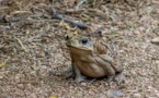 Australie: alerte au crapaud-buffle dans le sud