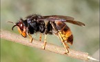 Frelon asiatique: NKM favorable au classement en espèce nuisible