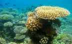 Une étude sur les coraux des Gambier pour déterminer le niveau de retombées radioactives