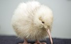 Nouvelle-Zélande : nouvelle naissance d'un kiwi blanc, espèce rare et sacrée