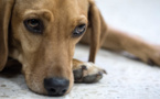 Premier procès devant un tribunal en Amérique Latine d'un chien victime de maltraitance