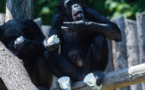 Loire: un soigneur de zoo gravement blessé par un chimpanzé