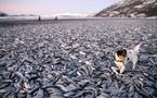 Des milliers de poissons s'échouent mystérieusement en Norvège