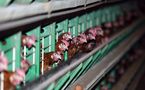 Oeufs en batterie: 10% de la production française pas aux normes de l'UE
