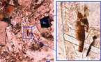 Un minerai rare trouvé sur la Lune découvert en Australie