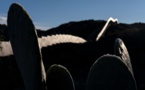 Au Mexique, le cactus pour produire du plastique?
