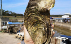 Une huître géante d'1,4 kilo découverte en Vendée