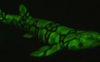 Des chercheurs percent le secret des requins fluorescents