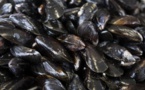 La moule, un aspirateur à pollution sous la coquille