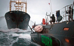 Trois écologistes montent sur un navire protégeant les baleiniers japonais