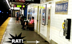 Les rats du métro de New York font l'objet d'un concours photo