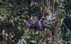 Découverte à Bornéo d'une espèce rare de primate qu'on pensait éteinte