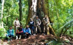 Le "plus grand" arbre d'Amazonie pas menacé par les feux