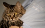 Clonage: la Chine se met aux chats, avant les pandas...