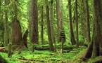 Des normes pour améliorer la gestion durable des forêts
