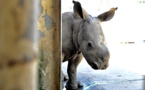 Italie: deux embryons pour sauver le rhinocéros blanc du Nord de l'extinction
