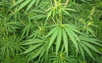 Le cannabis, omniprésent en Polynésie
