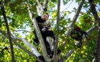 Arbres abattus à Condom: le militant perché à Paris descend de son arbre
