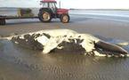 Un baleineau à bosse retrouvé mort dans le Calvados