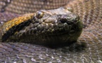 Metz: un boa constrictor sous le capot