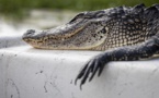 Deux hommes arrêtés en Floride après avoir fait boire de la bière à un alligator