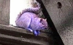 USA: le mystère d'un écureuil violet ravit les internautes