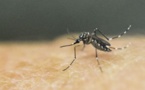 Un réseau de surveillance pour traquer les moustiques