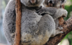 Australie: des centaines de koalas auraient péri dans un incendie