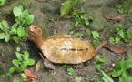 Japon: des dizaines de tortues en danger disparaissent d'un zoo