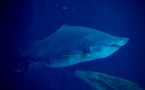 La réunion: La main et un avant-bras découverts dans l'estomac d'un requin tigre