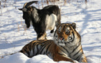 En Russie, mort d'un bouc devenu le meilleur ami d'un tigre