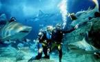 Melbourne: Attaquée par un requin en plein aquarium